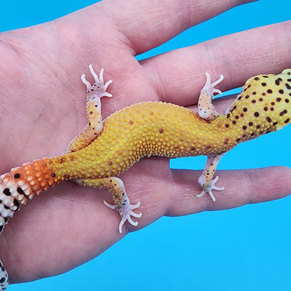 Female Red Diamond Mandarin Inferno Eclipse (Snake Eyes)