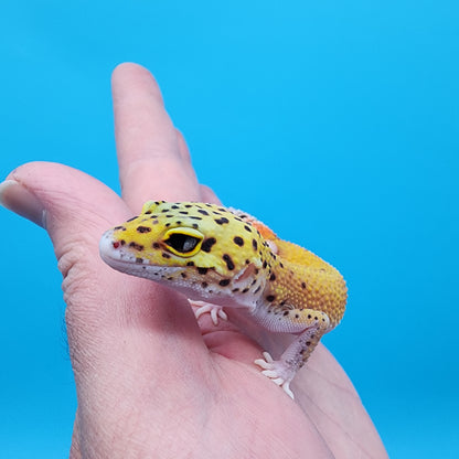 Female Red Diamond Mandarin Inferno Eclipse (Snake Eyes)
