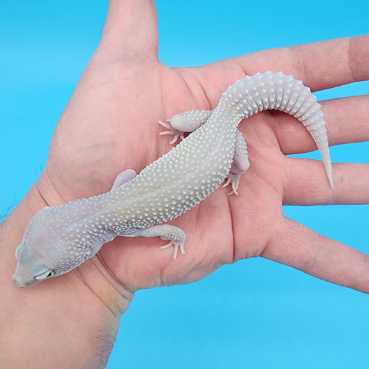 Female Afghanicus Blizzard 100% het Diablo Blanco