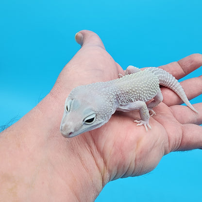 Female Afghanicus Blizzard 100% het Diablo Blanco