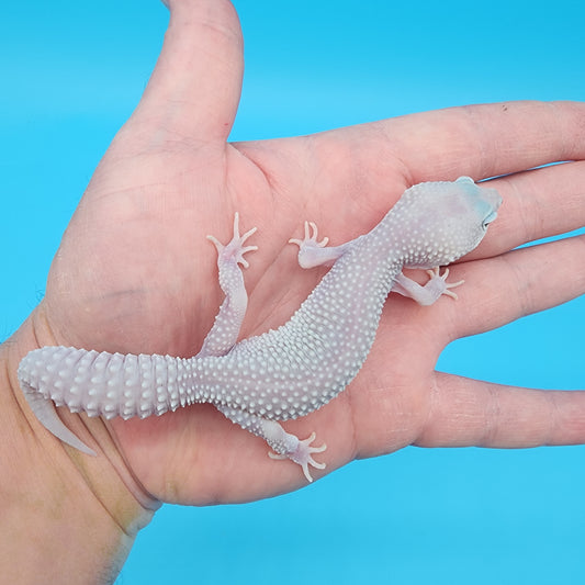 Female Afghanicus Blizzard 100% het Diablo Blanco
