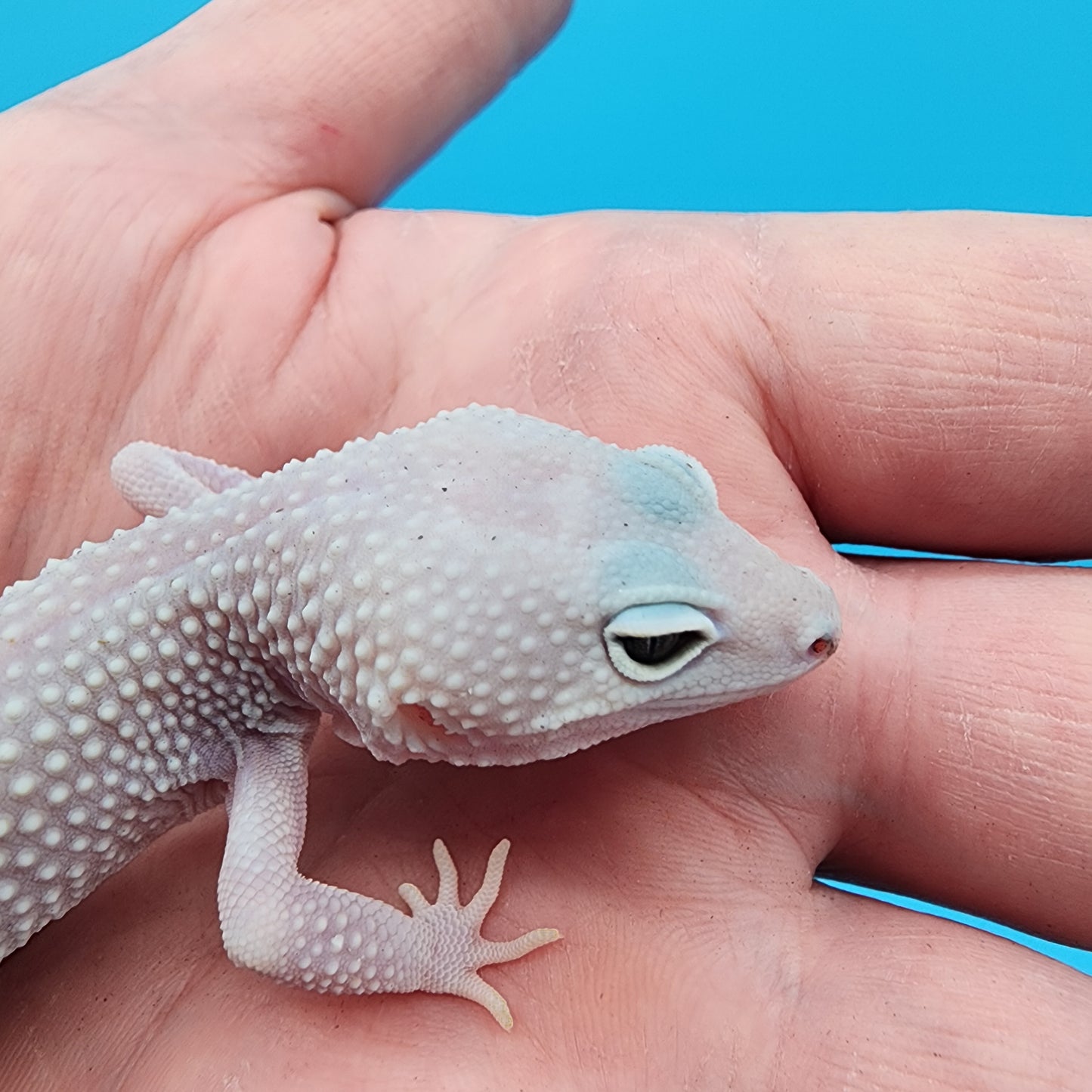 Female Afghanicus Blizzard 100% het Diablo Blanco