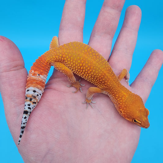 Female Mandarin Inferno Super Hypo 100% het Tremper Albino (slightly short tail)