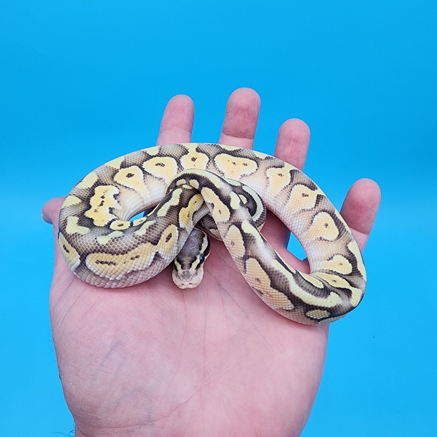 Male Mojave Pastel Fire 100% het Puzzle