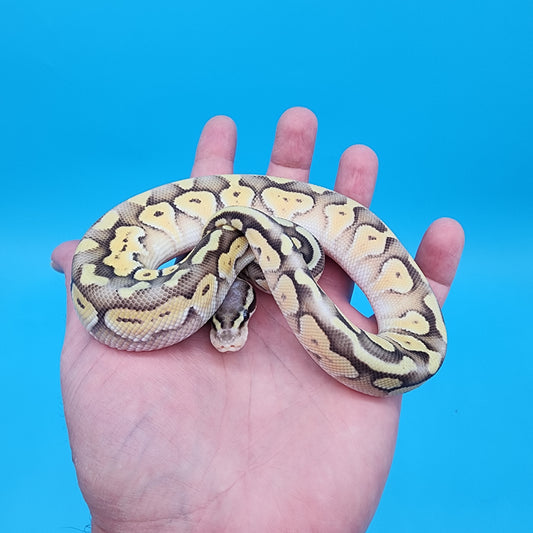 Male Mojave Pastel Fire 100% het Puzzle