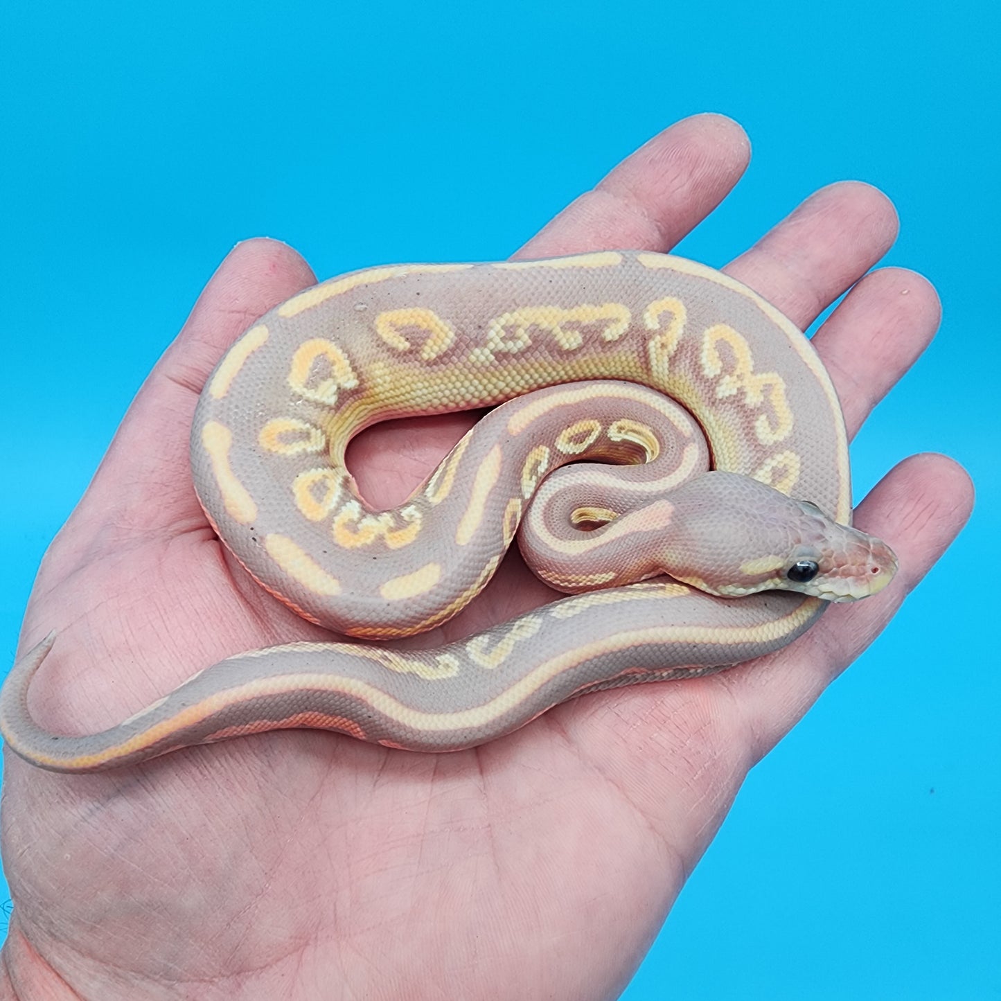 Male Black Pastel Banana Mojave 50% het Dreamsicle (pied/lavender albino)