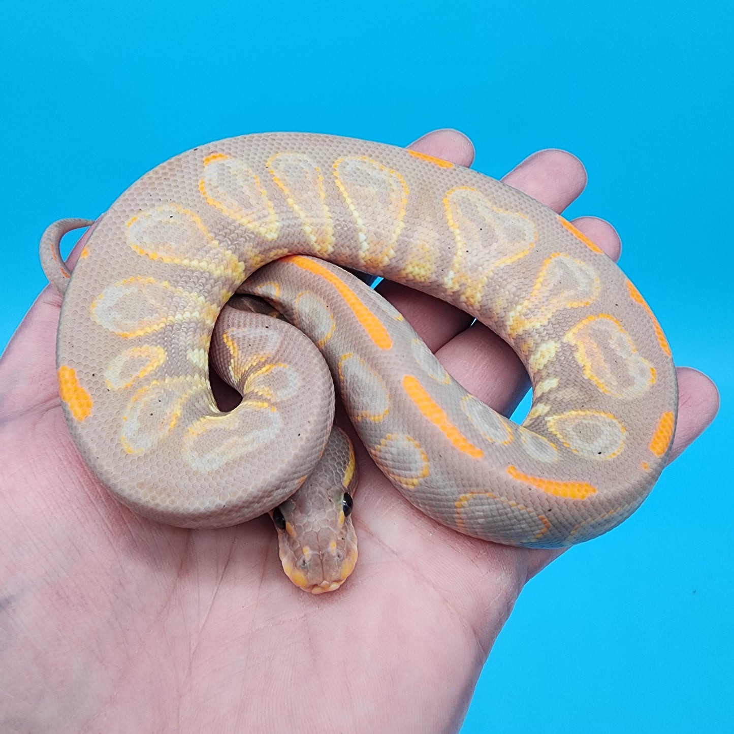 Male Black Pastel Banana 50% het Dreamsicle (pied/lavender albino)