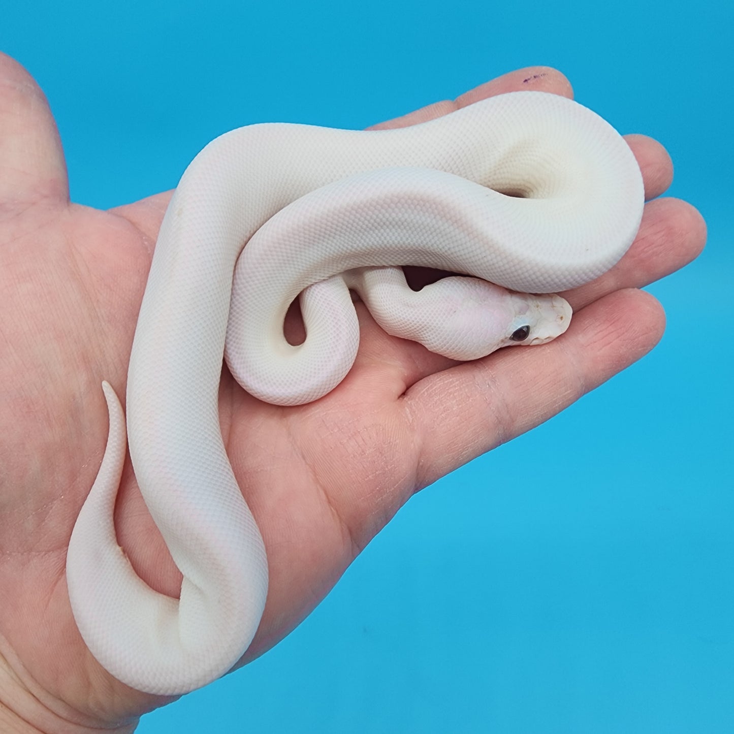 Male Super Black Pastel Pied Pos Banana Pos Pastel 50% het Lavender Albino (Panda Pied)