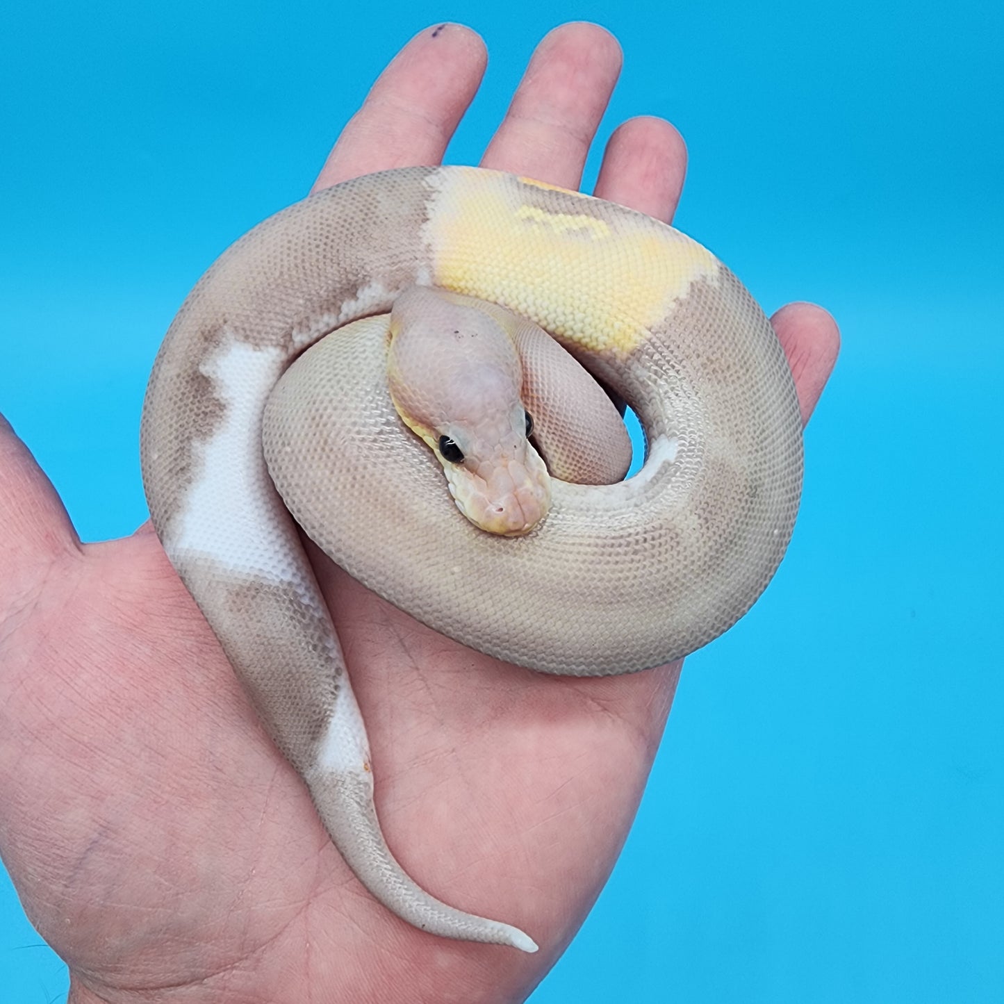 Male Super Black Pastel Banana Het Pied 50% het Lavender Albino (Panda Pied Project)