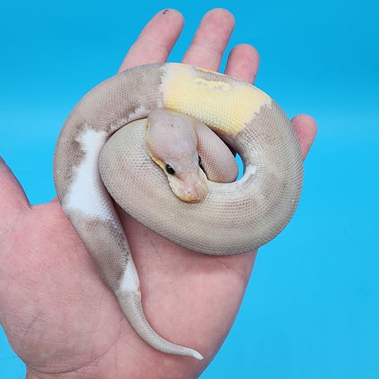 Male Super Black Pastel Banana Het Pied 50% het Lavender Albino (Panda Pied Project)