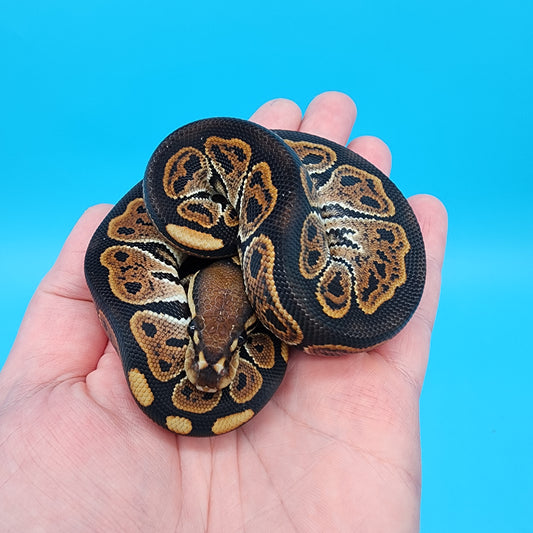 Male Black Pastel 50% het dreamsicle