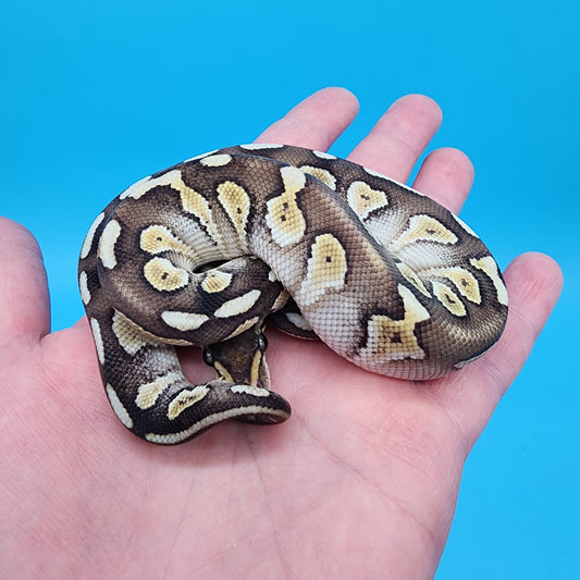 Male Butter het Hypo 50% het puzzle
