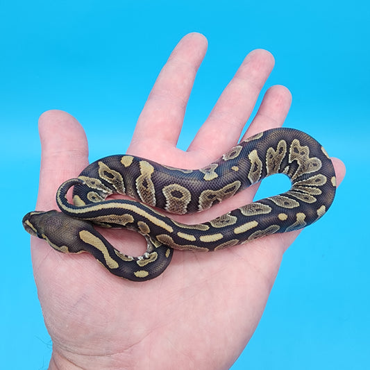 Male Chocolate Hypo 50% het puzzle