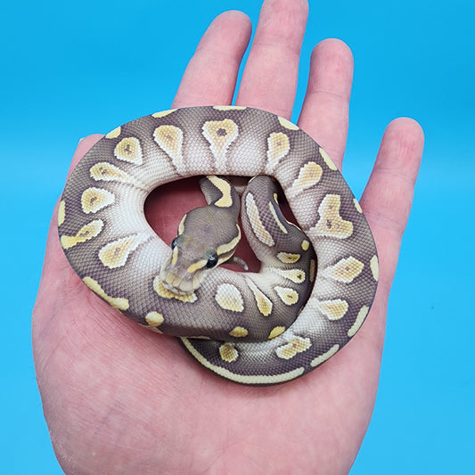 Male Chocolate Butter Hypo 50% het puzzle