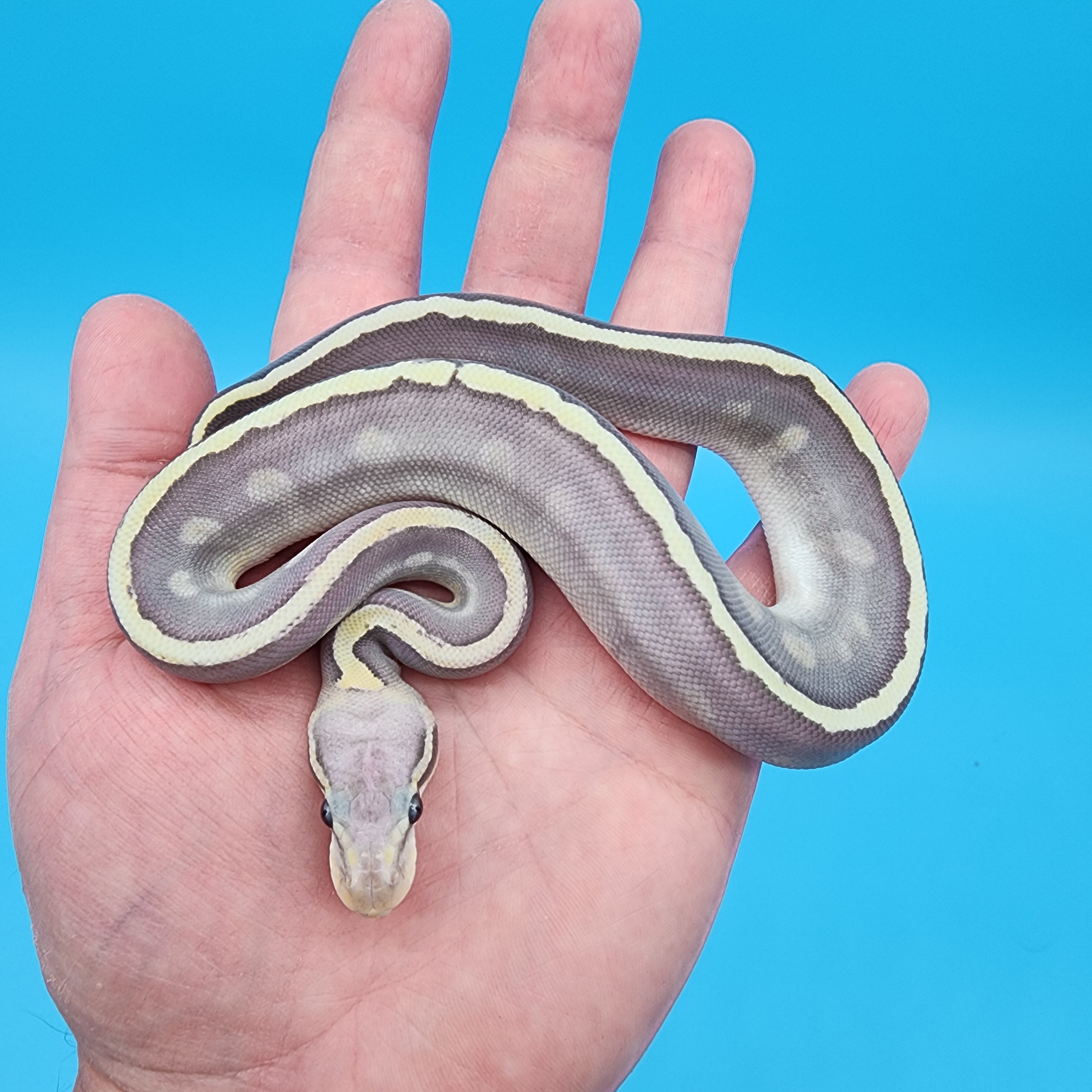 Female Mojave GHI Fire Hypo – Frank Cuzzolina