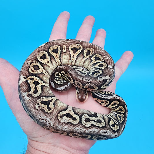 Male Black Pastel Pastel 100% het Puzzle