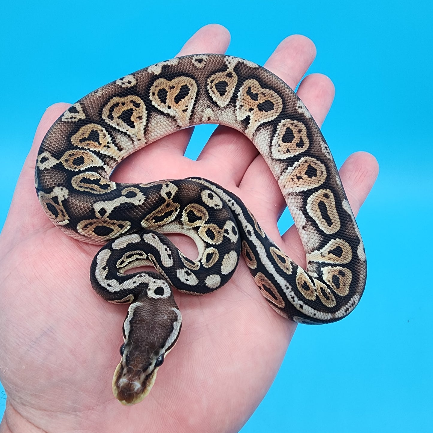 Male Black Pastel Pastel 100% het Puzzle