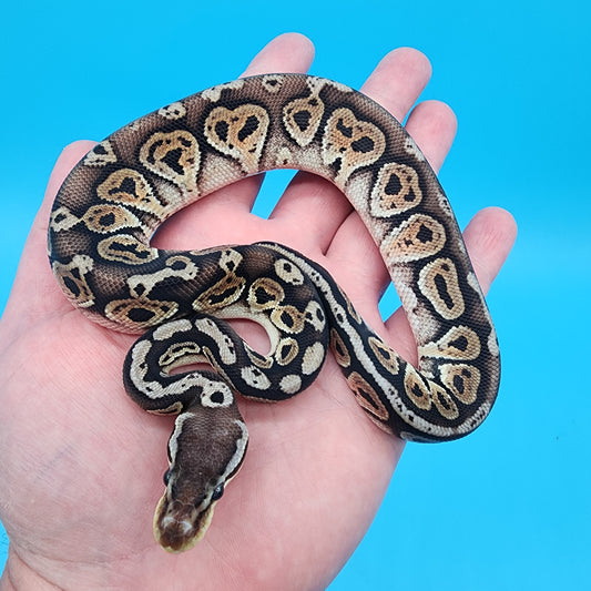 Male Black Pastel Pastel 100% het Puzzle
