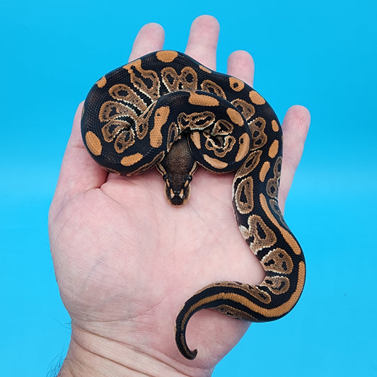 Male Black Pastel 100% het Puzzle