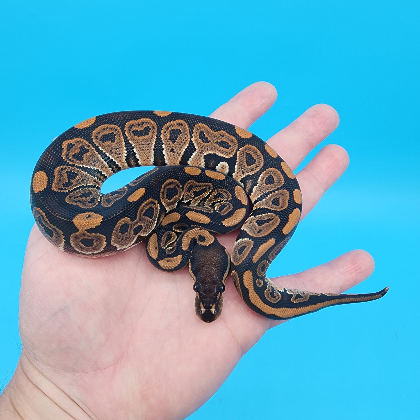 Male Black Pastel 100% het Puzzle