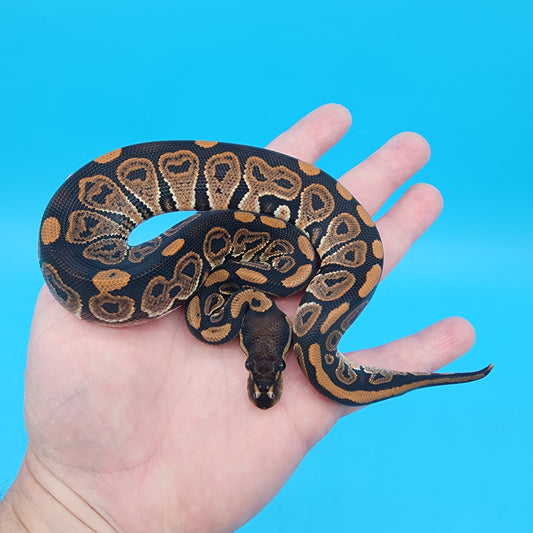 Male Black Pastel 100% het Puzzle