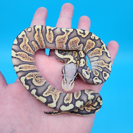Male Hypo Leopard GHI Pastel pos Fire