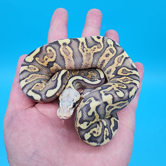 Male Hypo Leopard GHI Pastel
