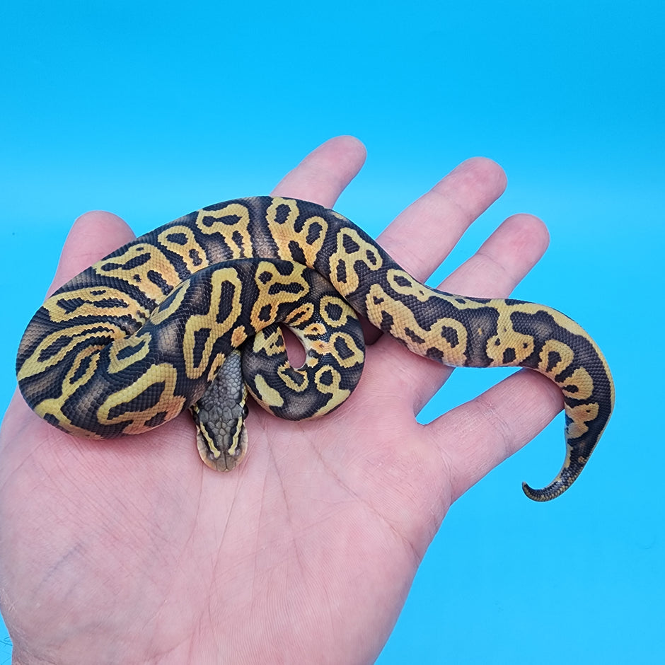 Het Puzzle Ball Pythons for Sale – Frank Cuzzolina