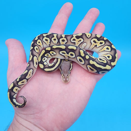 Male Mojave Pastel 50% het puzzle 50% het hypo