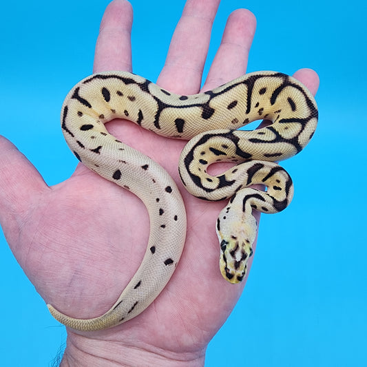 Male Puzzle Bumblebee Pos YB Pos Leopard (no wobble)