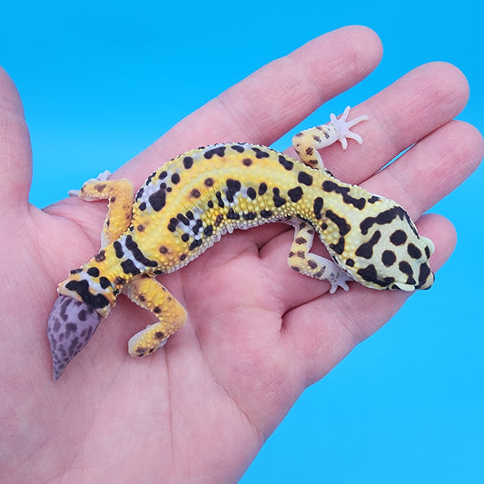 Female Hyper Xanthic Bold Bandit 100% het Tremper Albino (regen tail)