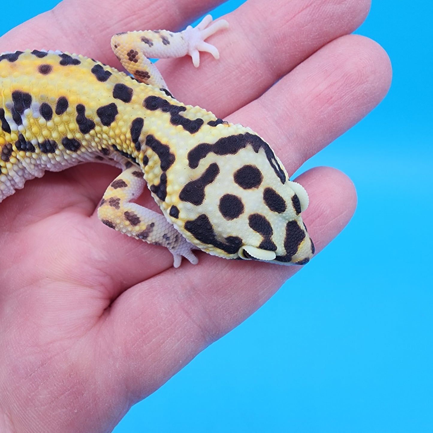 Female Hyper Xanthic Bold Bandit 100% het Tremper Albino (regen tail)