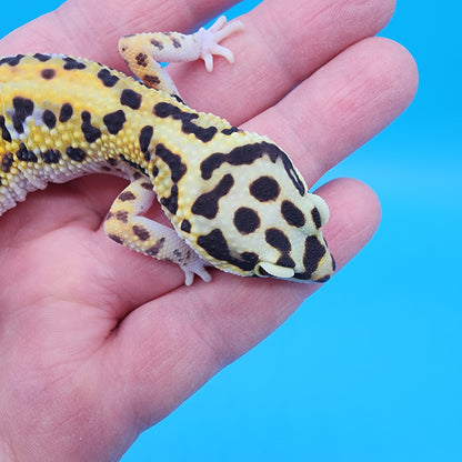 Female Hyper Xanthic Bold Bandit 100% het Tremper Albino (regen tail)