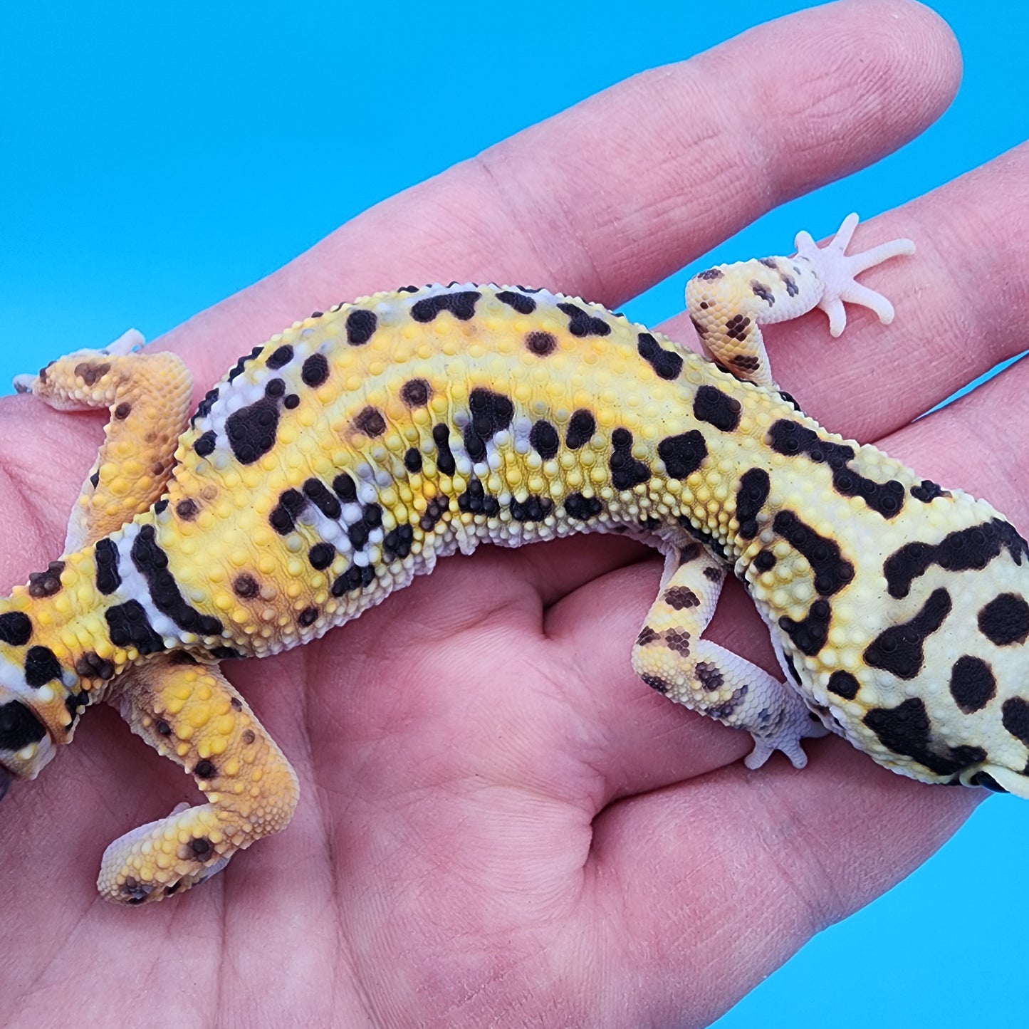 Female Hyper Xanthic Bold Bandit 100% het Tremper Albino (regen tail)