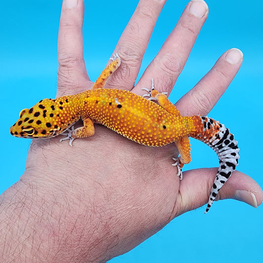 Female Mandarin Inferno 100% Het Tremper Albino