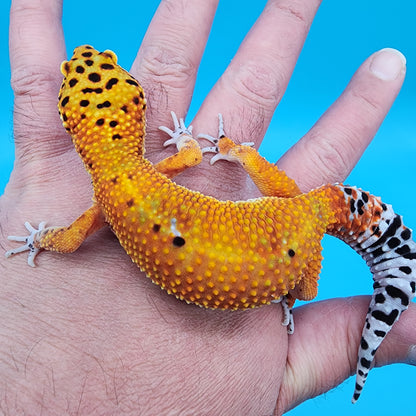 Female Mandarin Inferno 100% Het Tremper Albino