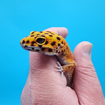 Female Mandarin Inferno 100% Het Tremper Albino