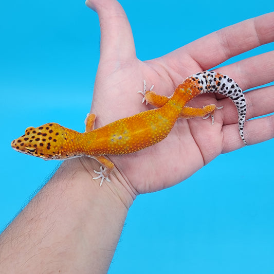 Male Mandarin Inferno Emerine