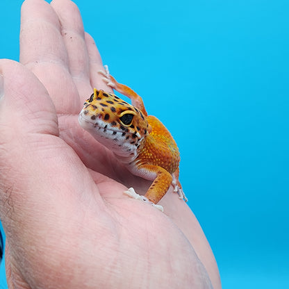 Male Mandarin Inferno Emerine