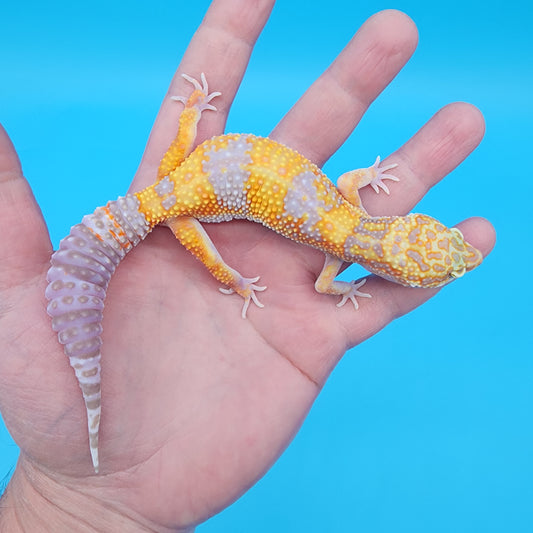 Female Giant Mandarin Blood Clown Tremper Albino