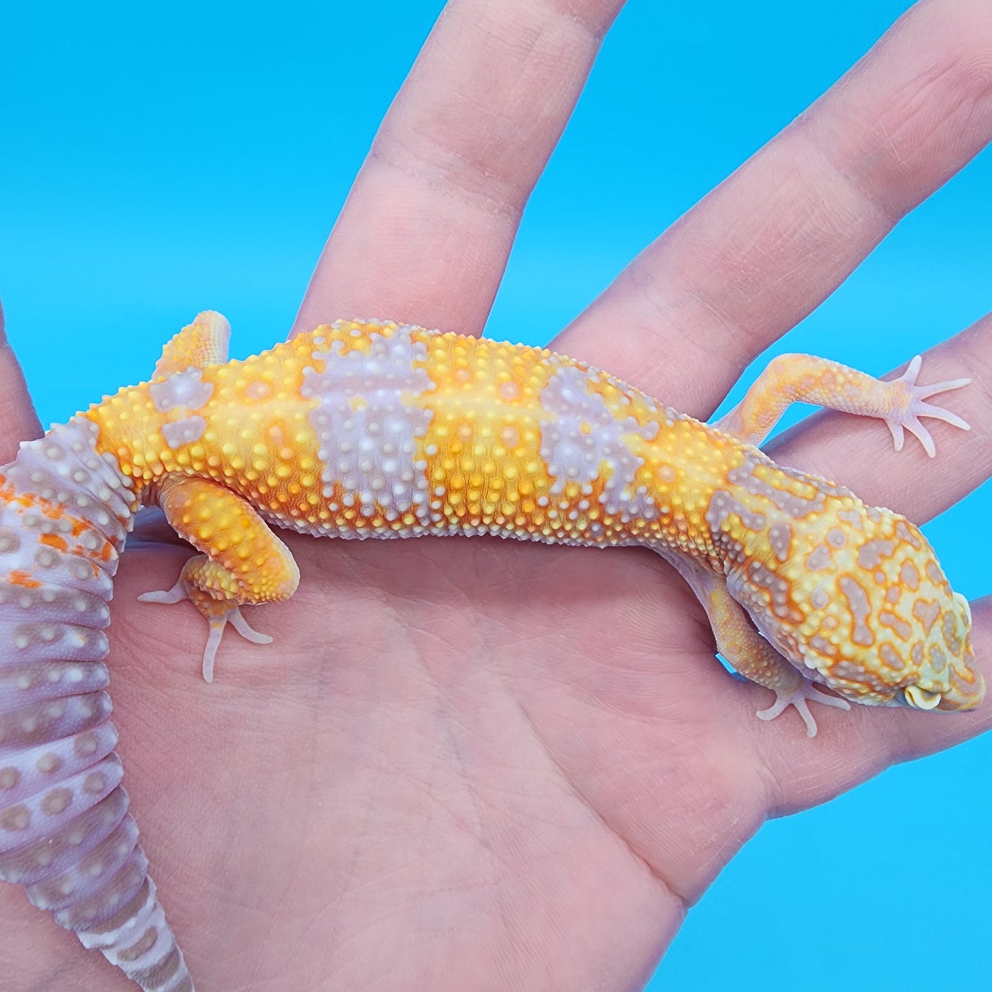 Female Giant Mandarin Blood Clown Tremper Albino