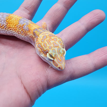 Female Giant Mandarin Blood Clown Tremper Albino