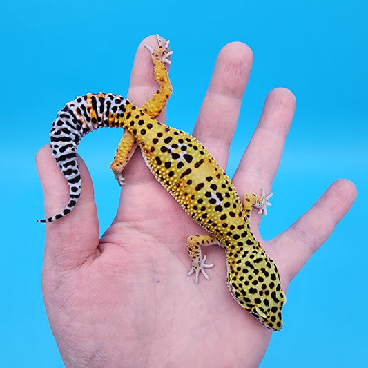Female Cheetah