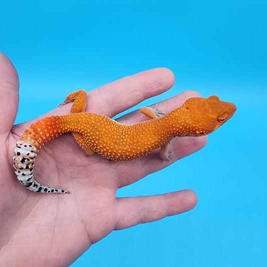 Female Super Hypo Mandarin Inferno