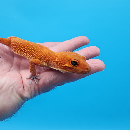 Female Super Hypo Mandarin Inferno