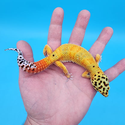 Male Hypo Red Diamond Mandarin Inferno Emerine