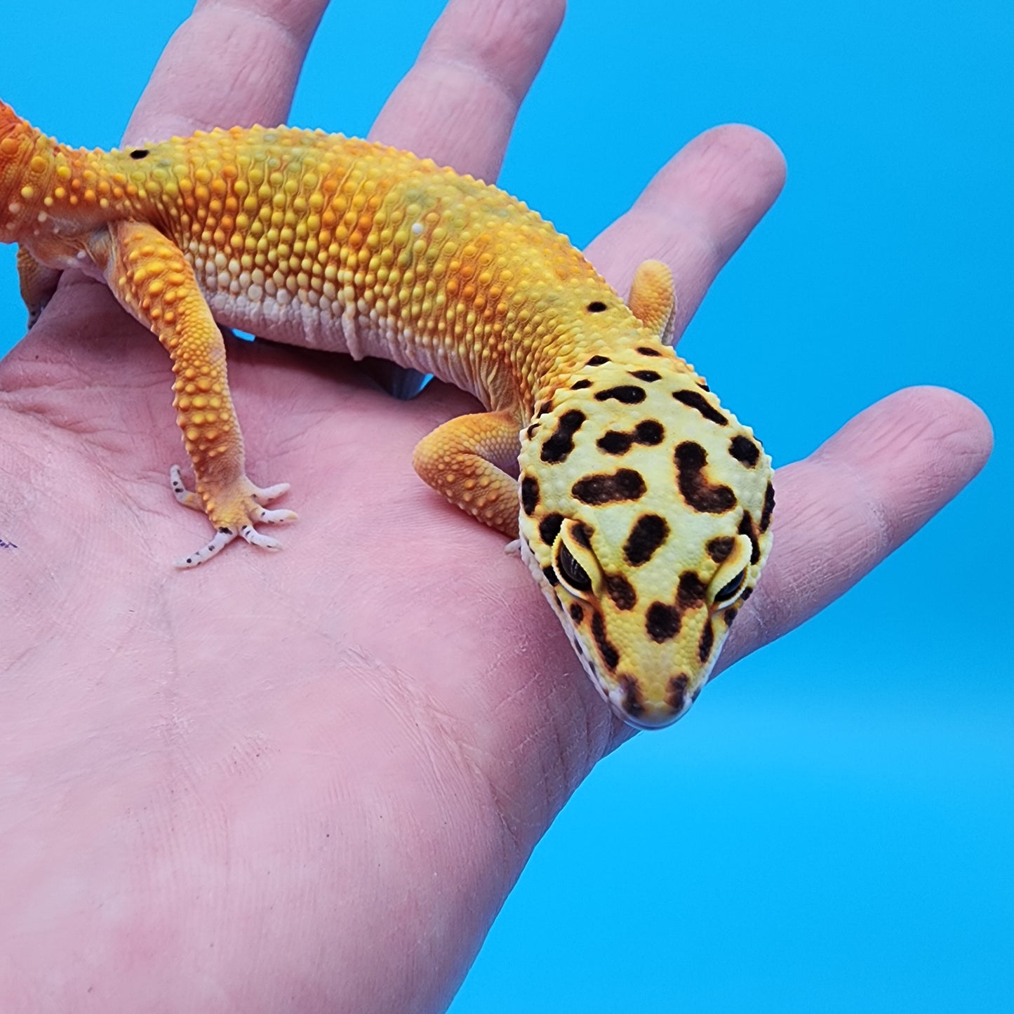 Male Hypo Red Diamond Mandarin Inferno Emerine