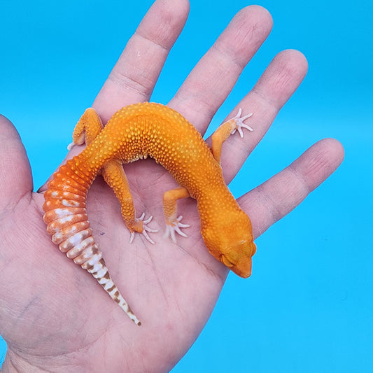 Female Super Hypo Mandarin Inferno Tremper Albino