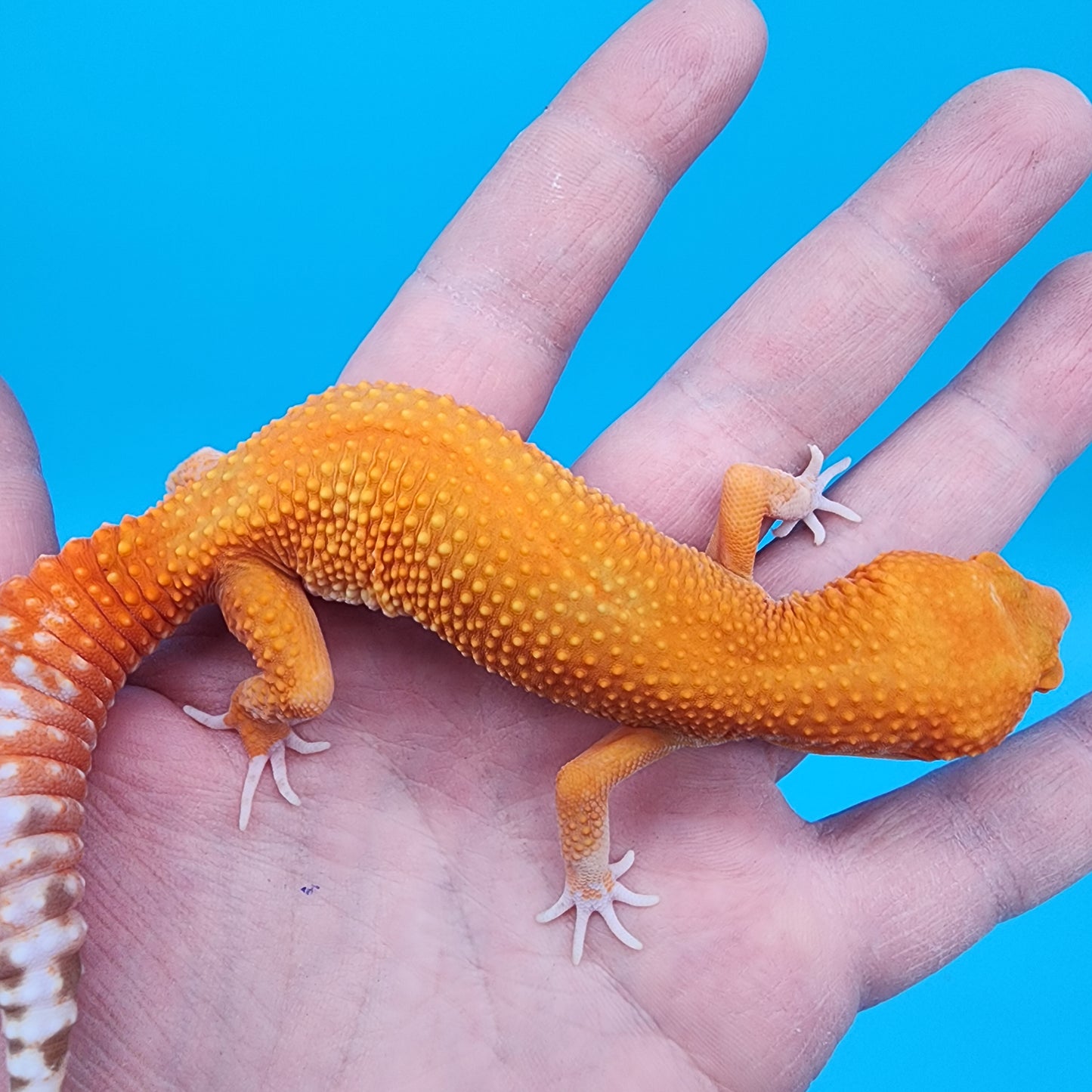 Female Super Hypo Mandarin Inferno Tremper Albino