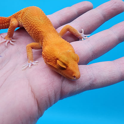 Female Super Hypo Mandarin Inferno Tremper Albino